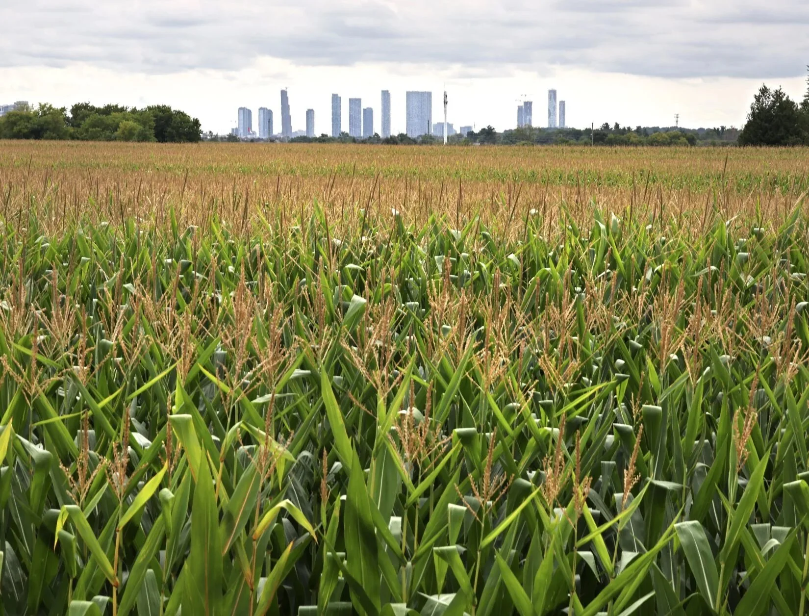 Ontarians want to protect the environment and also need more homes. Can we afford to keep the Greenbelt off limits for development?