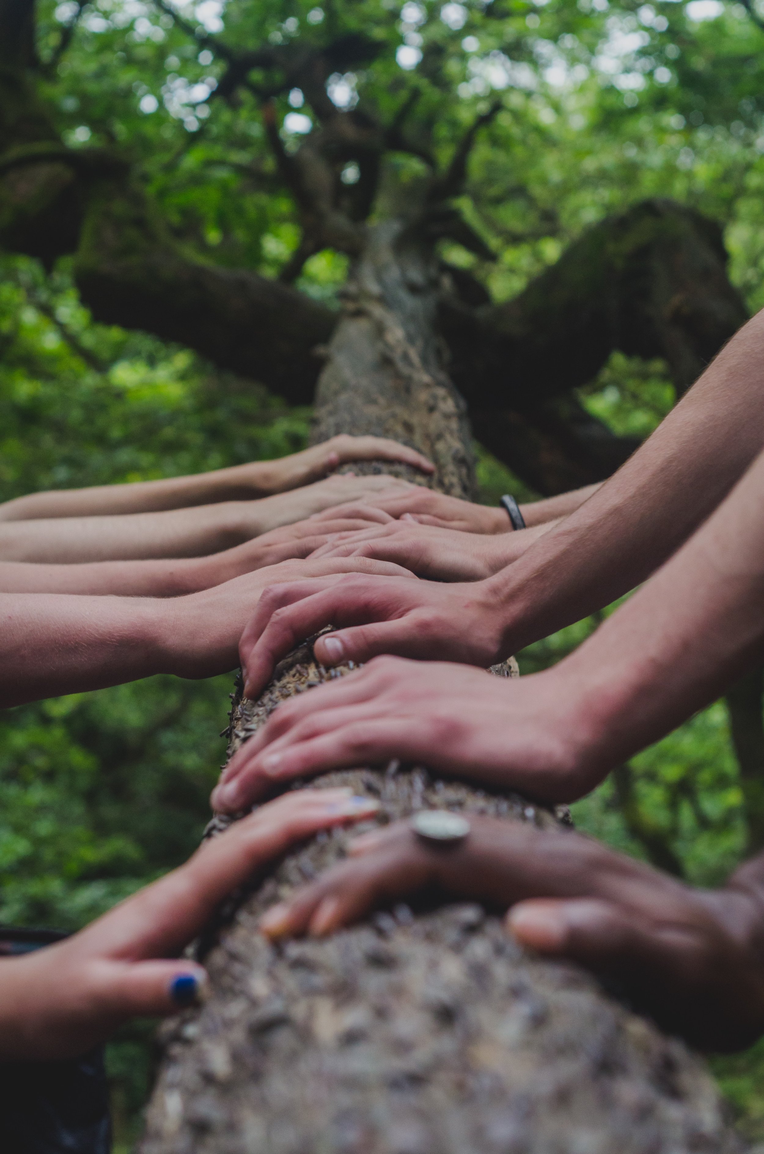 hands on tree.jpeg
