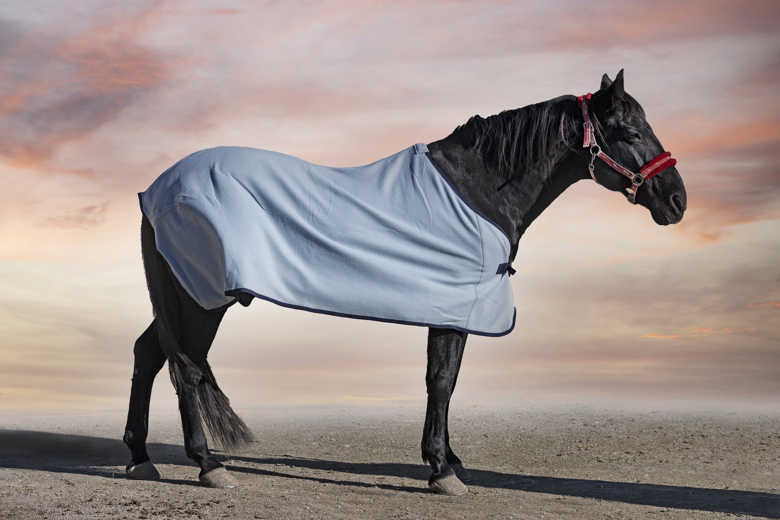 black-horse-his-horse-blanket-winter.jpg