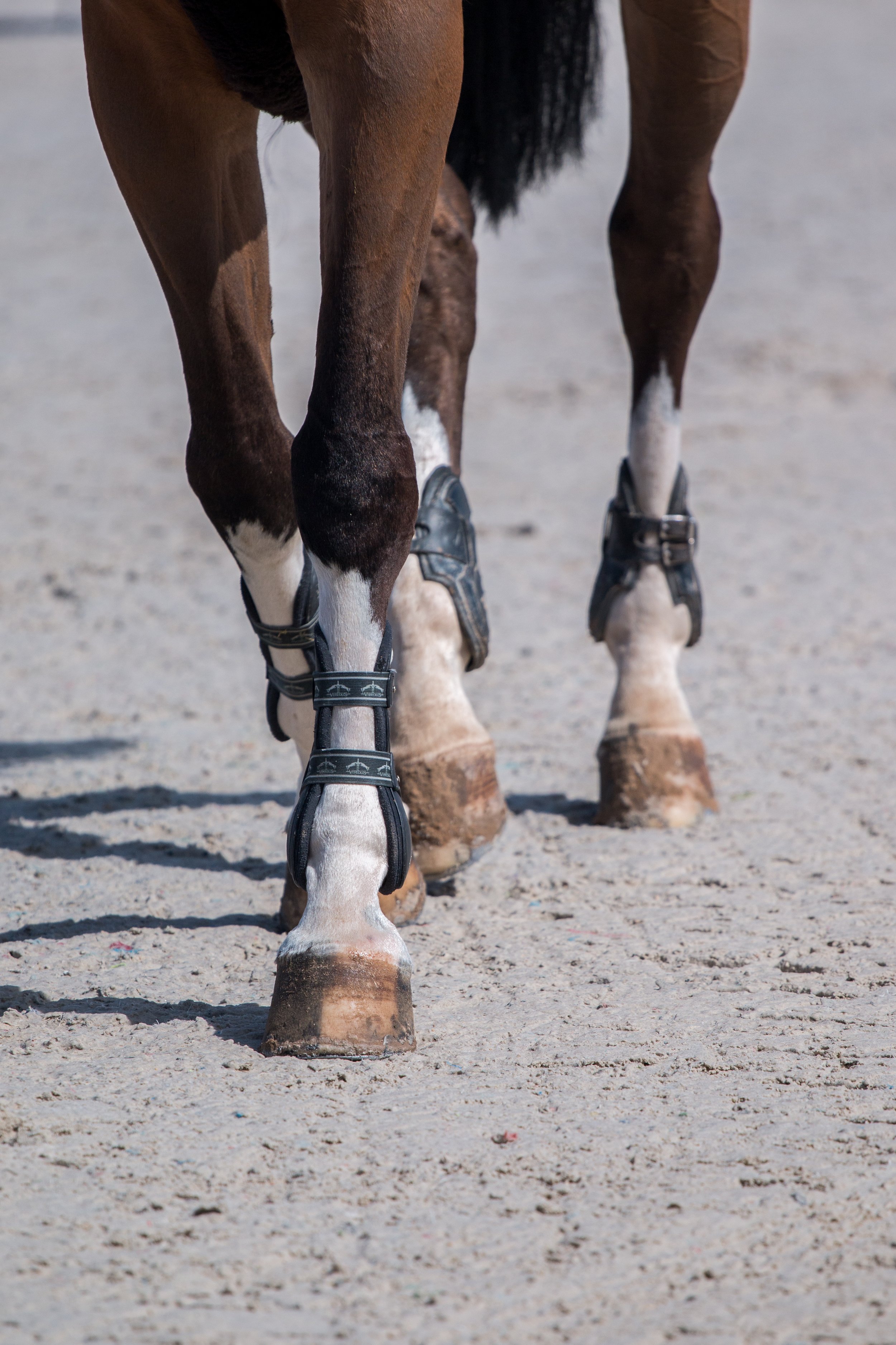 horse-legs-dirt.jpg