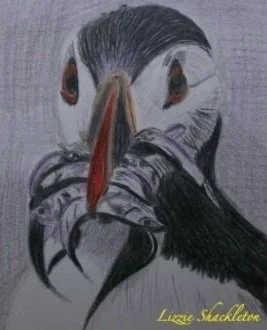'Puffin with Sand eels' Pencil 2008. Gifted as a card.