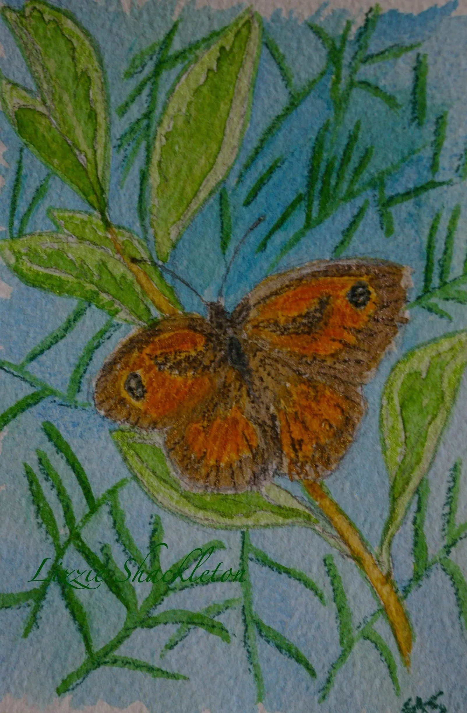 'Gatekeeper on Variegated Privet' watercolour & pastel 2026. Gifted as a card.