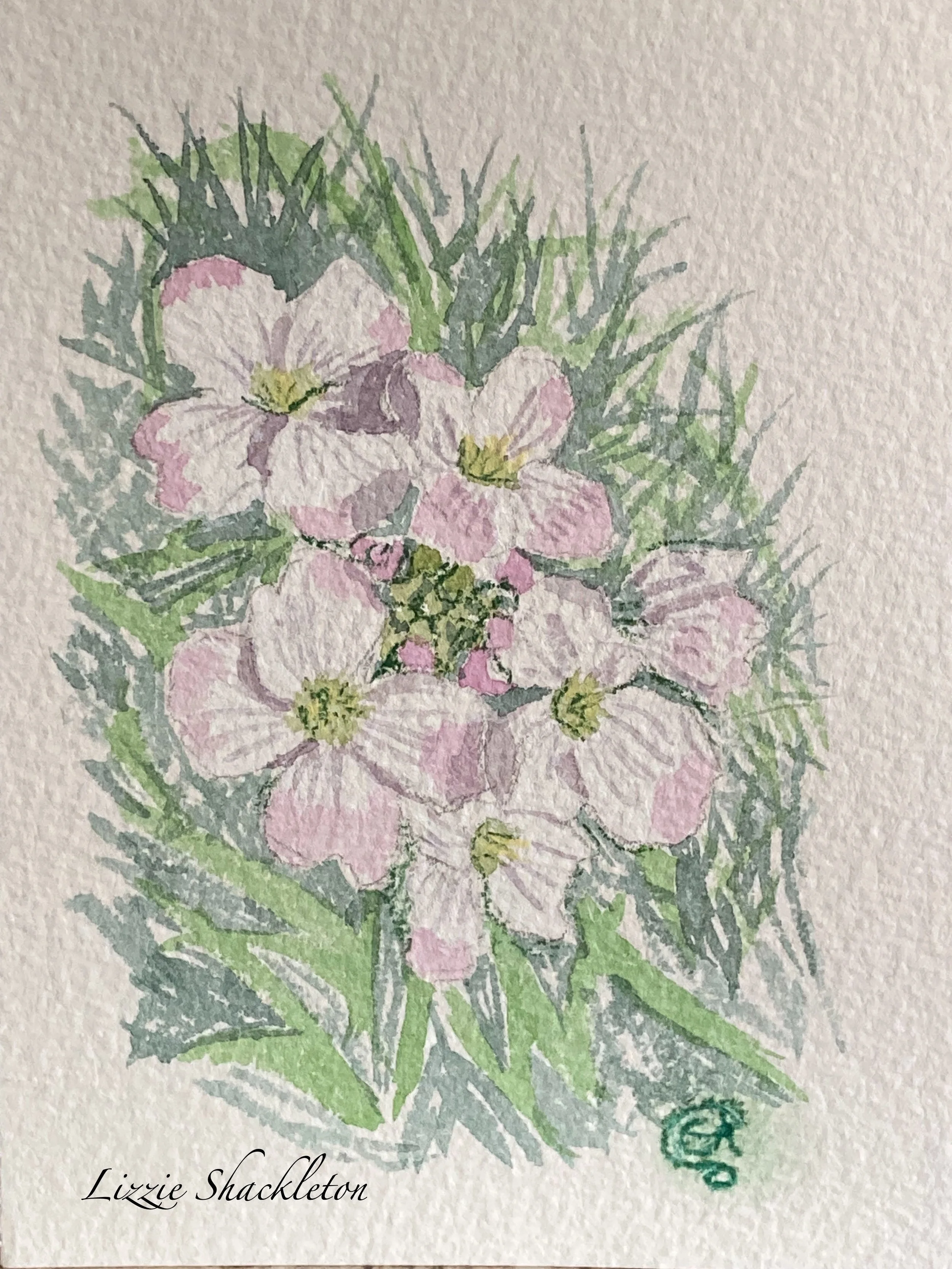 'Cuckooflowers'  watercolour 2024. Gifted as a card.