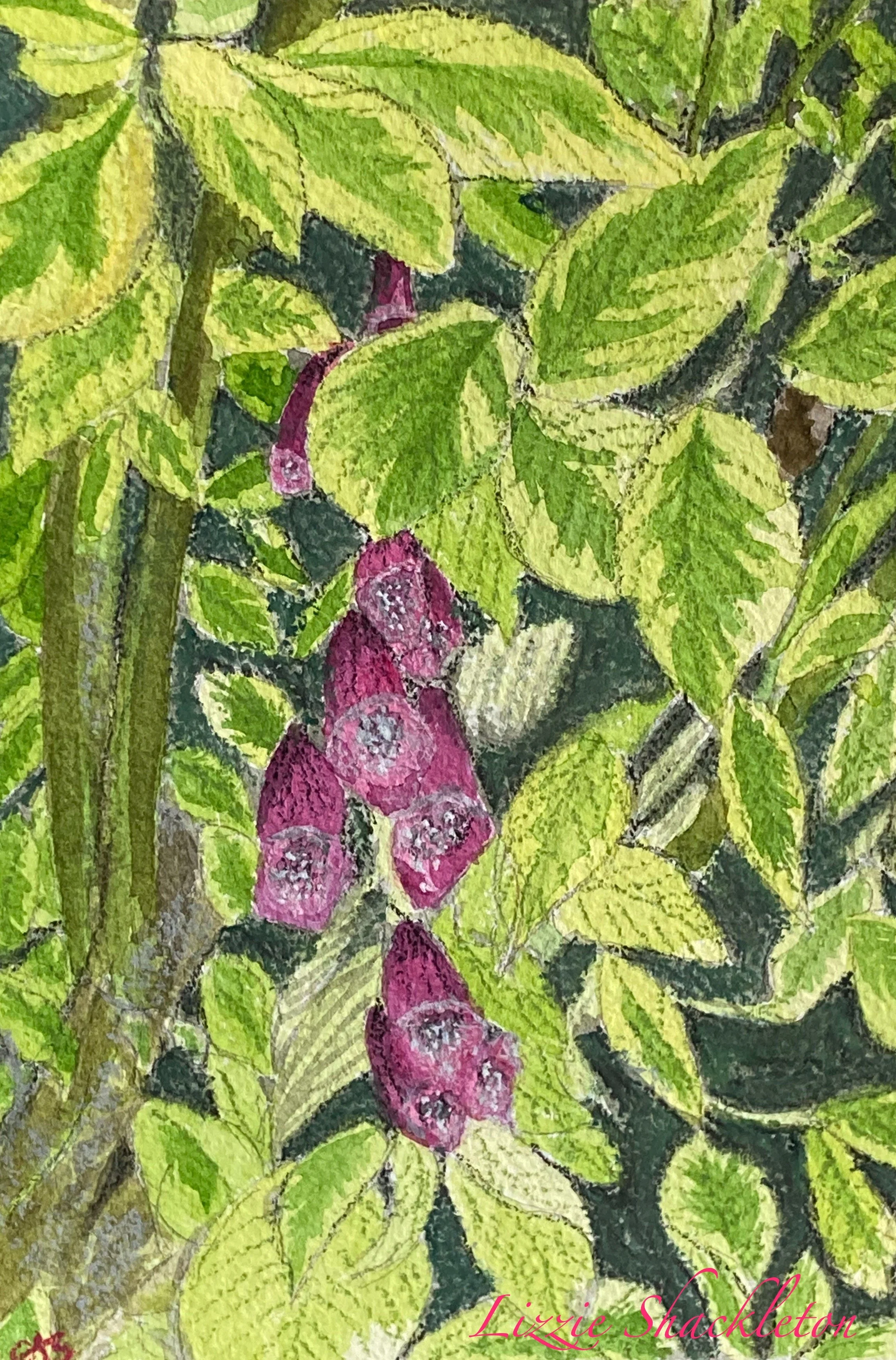 'Foxgloves & Dogwood' watercolour & pastel 2024. Gifted as a card.