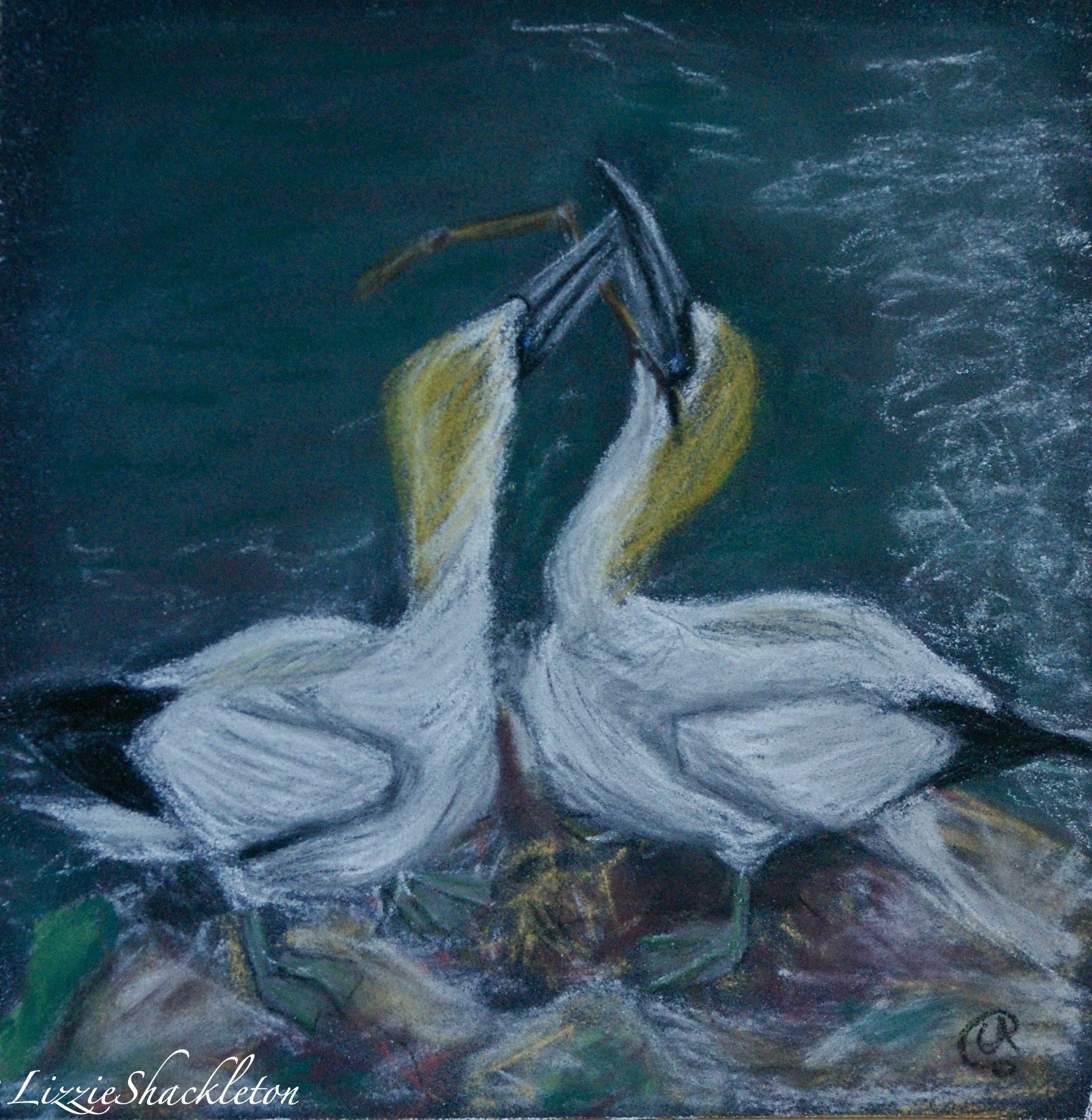 'Gannets at Bempton Cliffs.  Pastel 2024.  Gifted as a card.