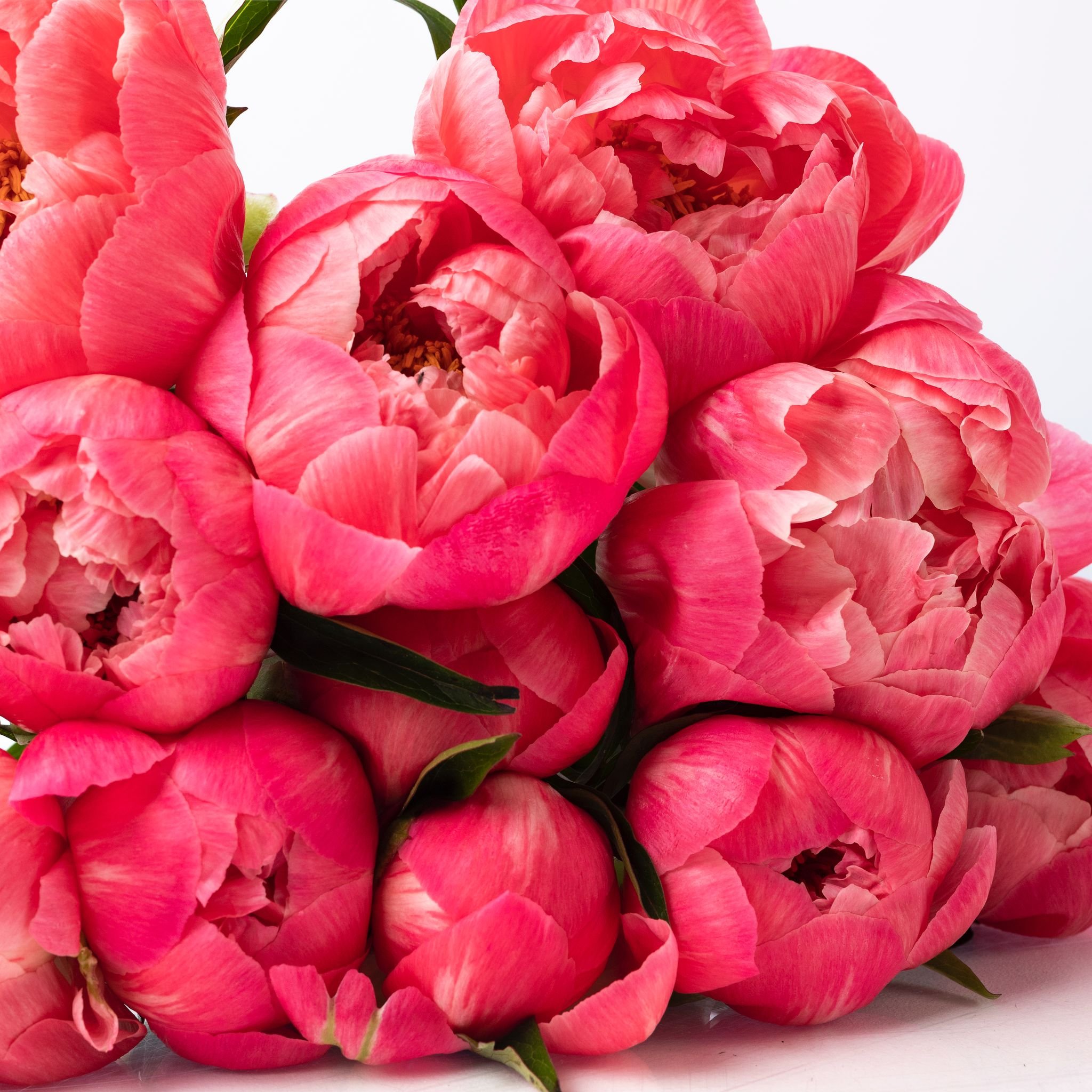 Coral Charm Peony Bouquet