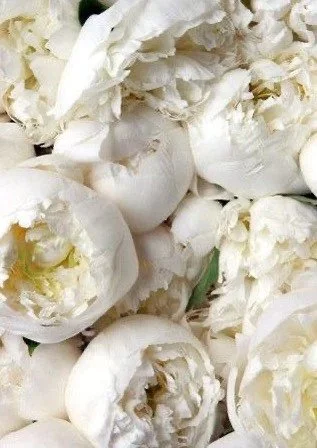 white charm peony roses in edinburgh