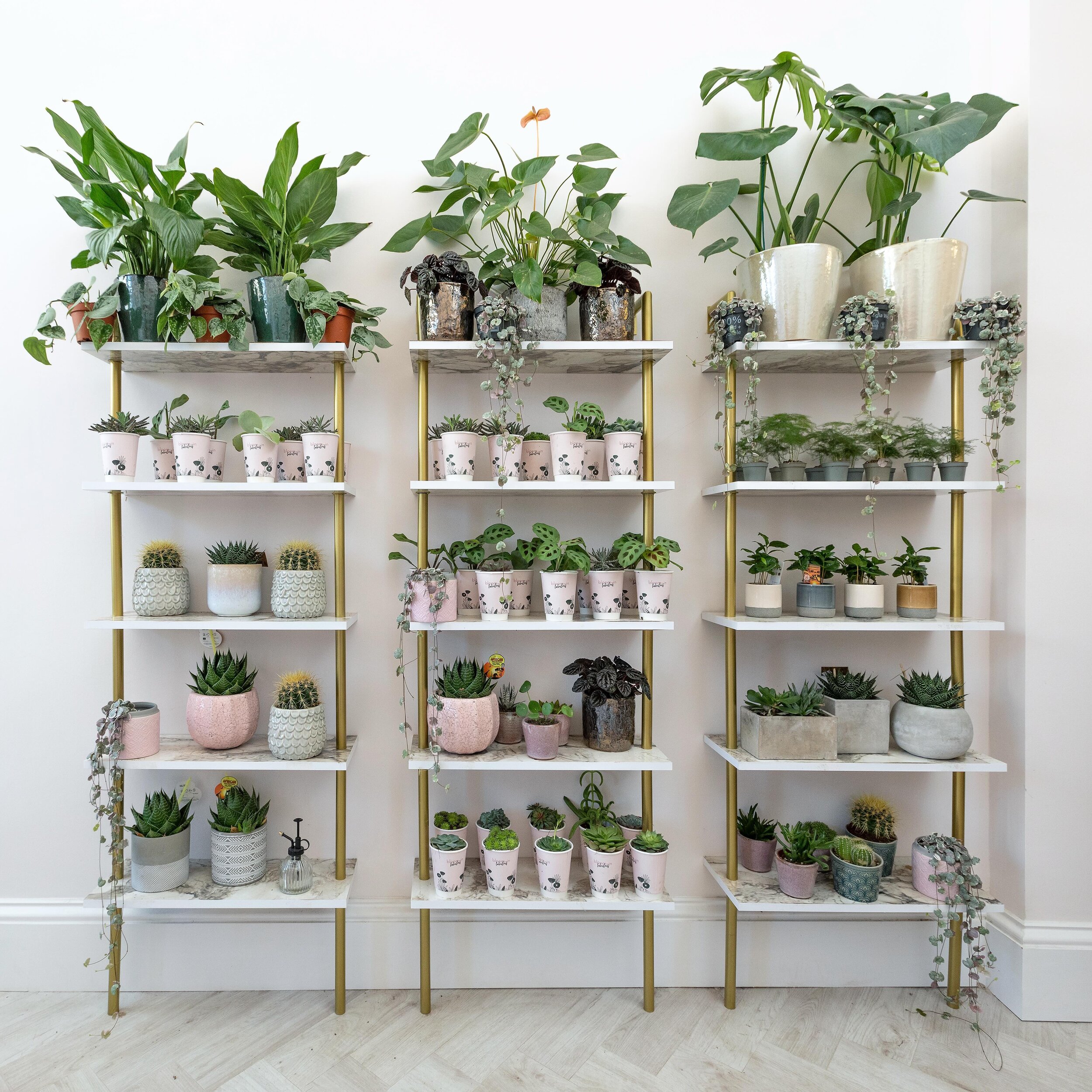 Is there such a thing as having too many plants? 

Our Marchmont store always has a great selection of leafy delights ready to take home or gift to your green fingered friends 🍃 

#plantsofinstagram #plantsmakepeoplehappy #plantslover #houseplants #