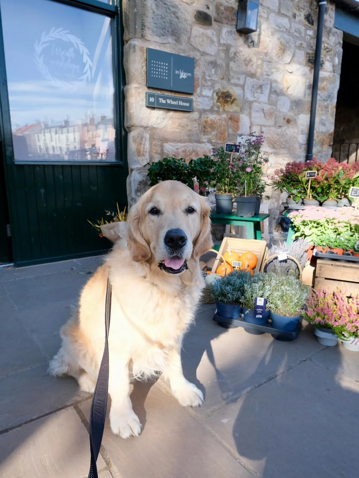 Bertie wants you all to know that his furry friends are welcome in our new store! 

#goldenretriever #flowershop #candles #shoplocally #flowerpower #plantsmakemehappy #plantpower #plantlove #flowerlover #flowerlove #flowermagic #flowerbouquets #flowe