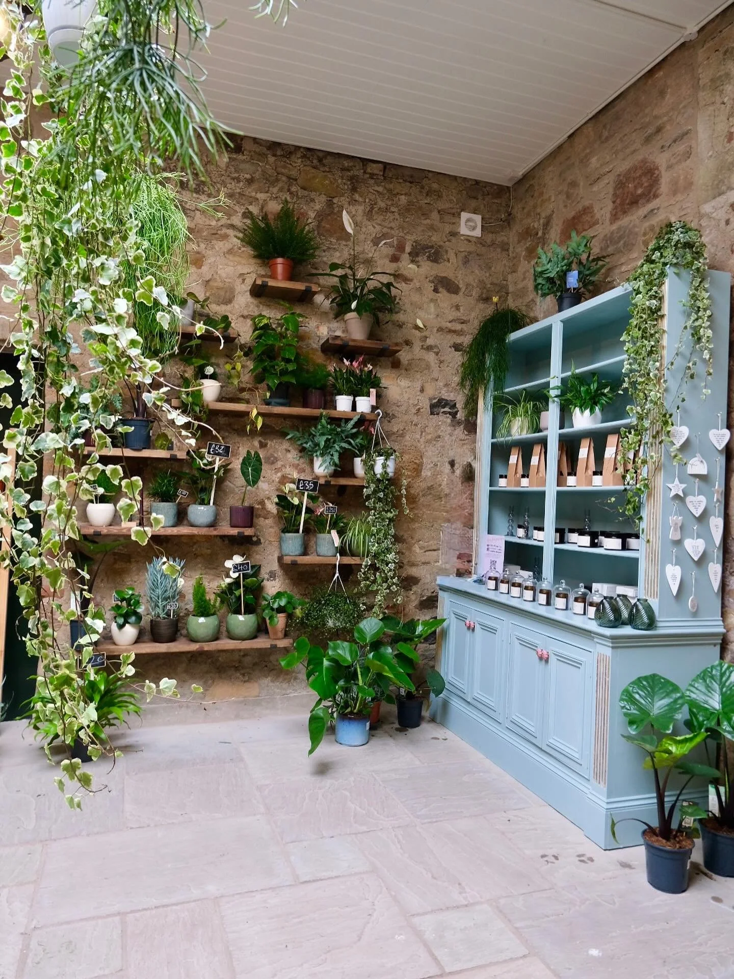Weekend feels in the plant room. 

We are all stocked up can&rsquo;t wait for you to visit! 

#plants #plant #leaf #florist #flowerstalking #plantsmakemehappy #pots #greenery #greenery #iloveplants #candlelovers #candles #flowershop #florist #loveflo