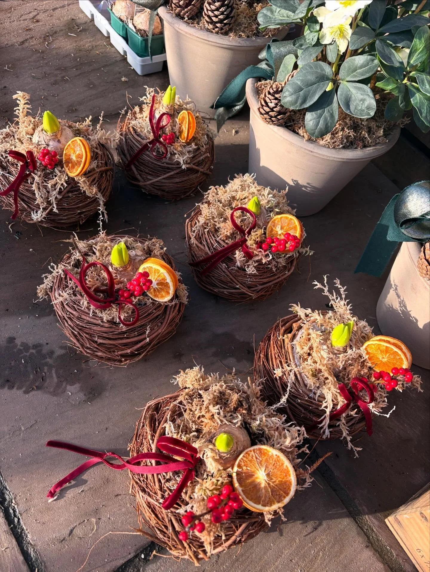 Pop in store this weekend and grab some gorgeous potted plants, berry bouquet&rsquo;s and bulbs to start your festive decorations off! 

#plants #hyacinths #plantedpots #basket #wreaths #wreath #flowerlover #flowerlove #bloom #blooms #eastlothian #bo