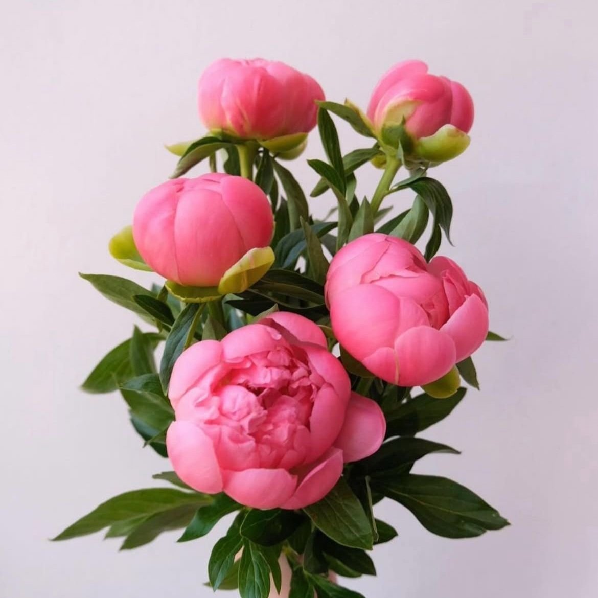 Coral-Charm-Peony-Bouquet-Wrapped-in-pink-with-eucalyptus-in-bloom-delivery-east-lothian-and-edinburgh.jpg