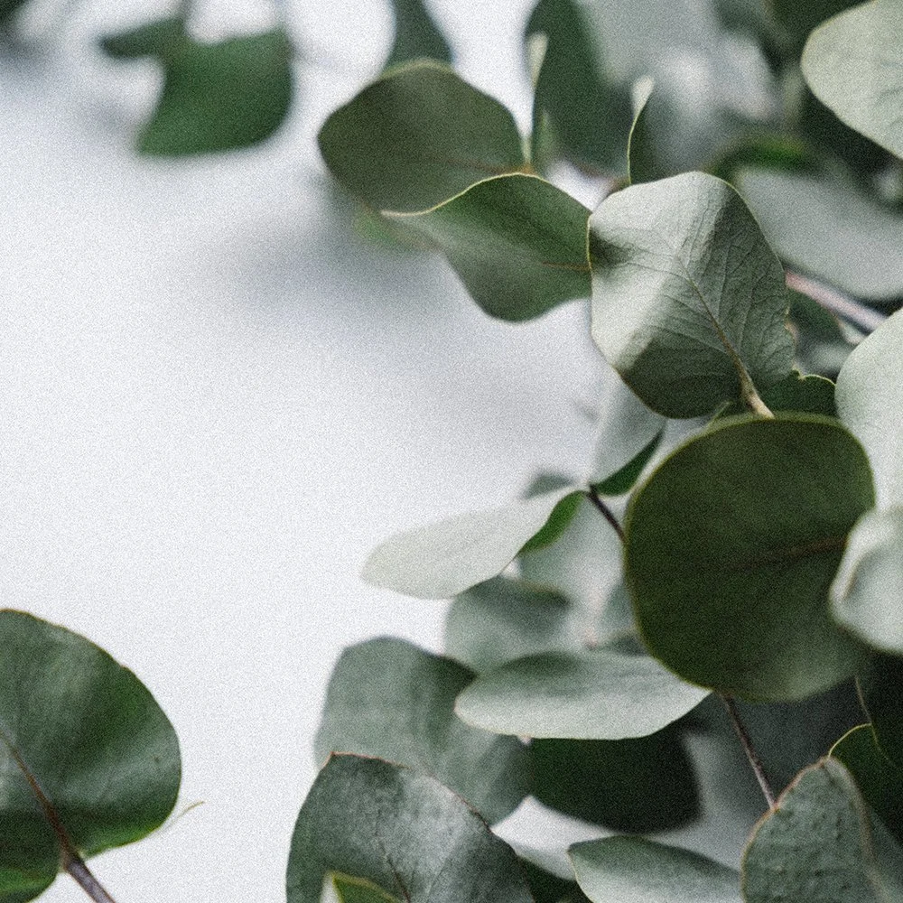 eucalyptus-seasonal-winter-greeneryin-bloom-.jpg