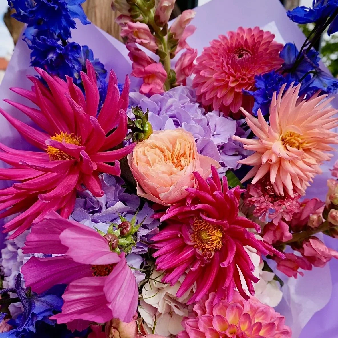 Close-up-bloomin-dahlias-bouquet-east-lothian-florist-wrapped-in-lilac.jpg