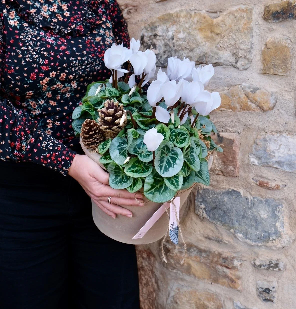 Potted White Cyclamen
