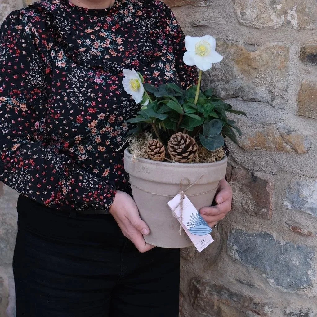 potted-hellebores-in-white-east-lothian-florist-in-bloom-studio.jpg