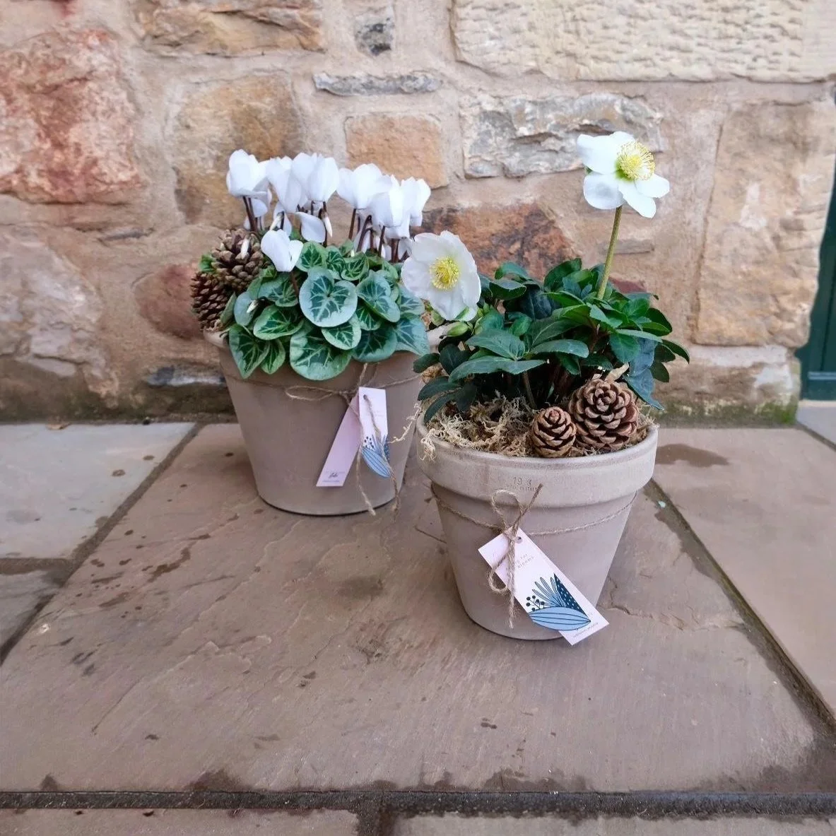 potted-cyclamen-plant-in-white-east-lothian-florist-in-bloom-studio.jpg