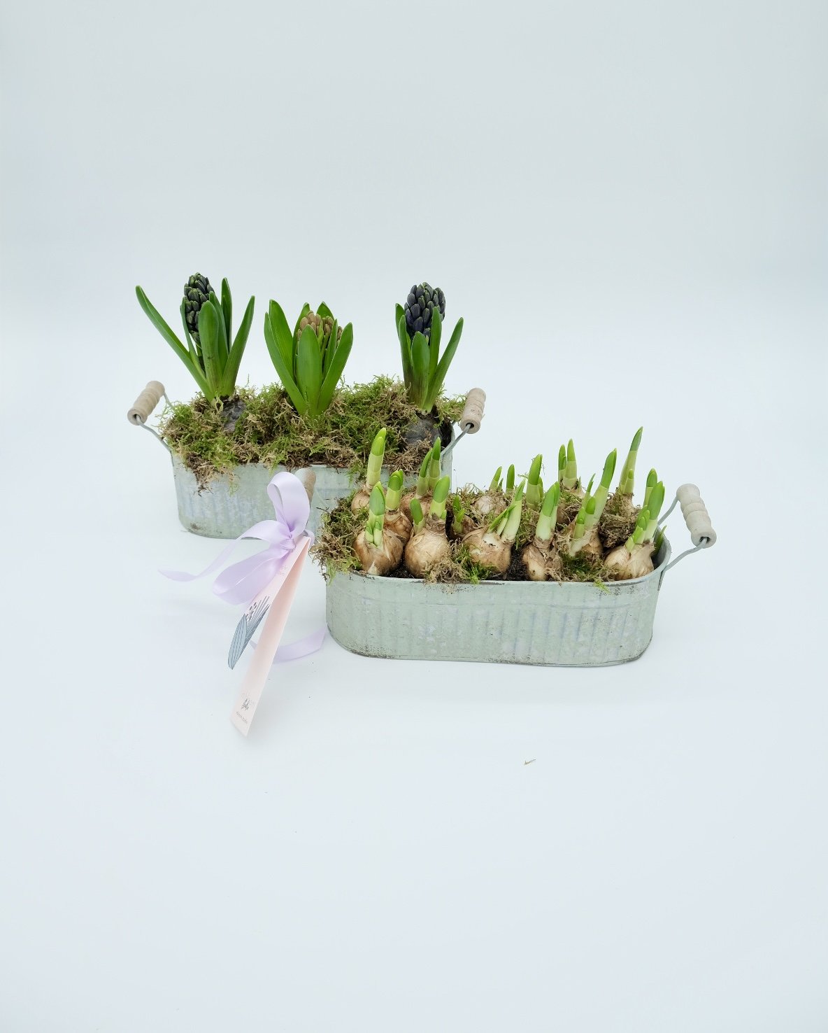 Spring Bulb Planters