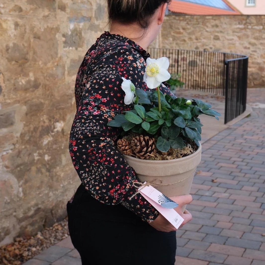 potted-hellebores-plant-in-white-with-fresh-moss-and-pine-cones-in-bloom-studio-florist-east-lothian.jpg