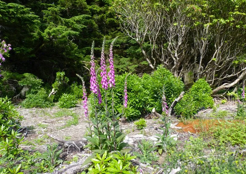 Garden Consultation