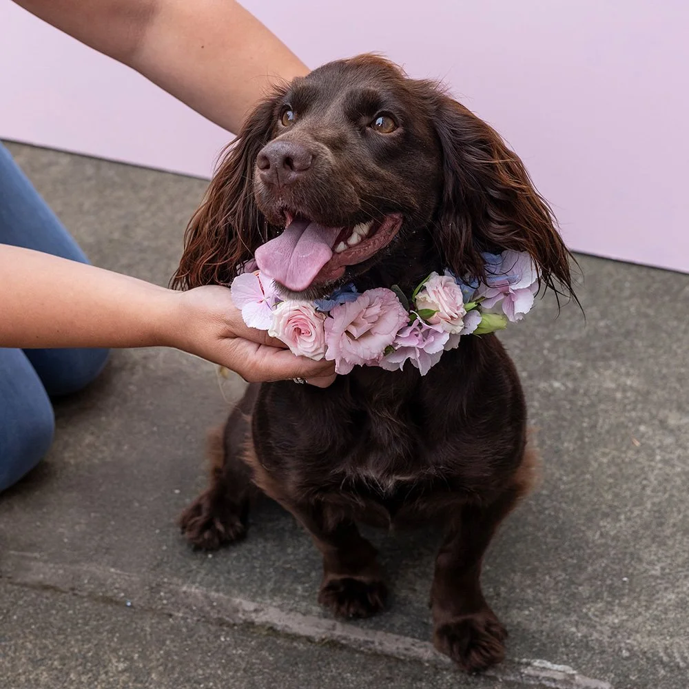 Wedding Flower Dog Collar