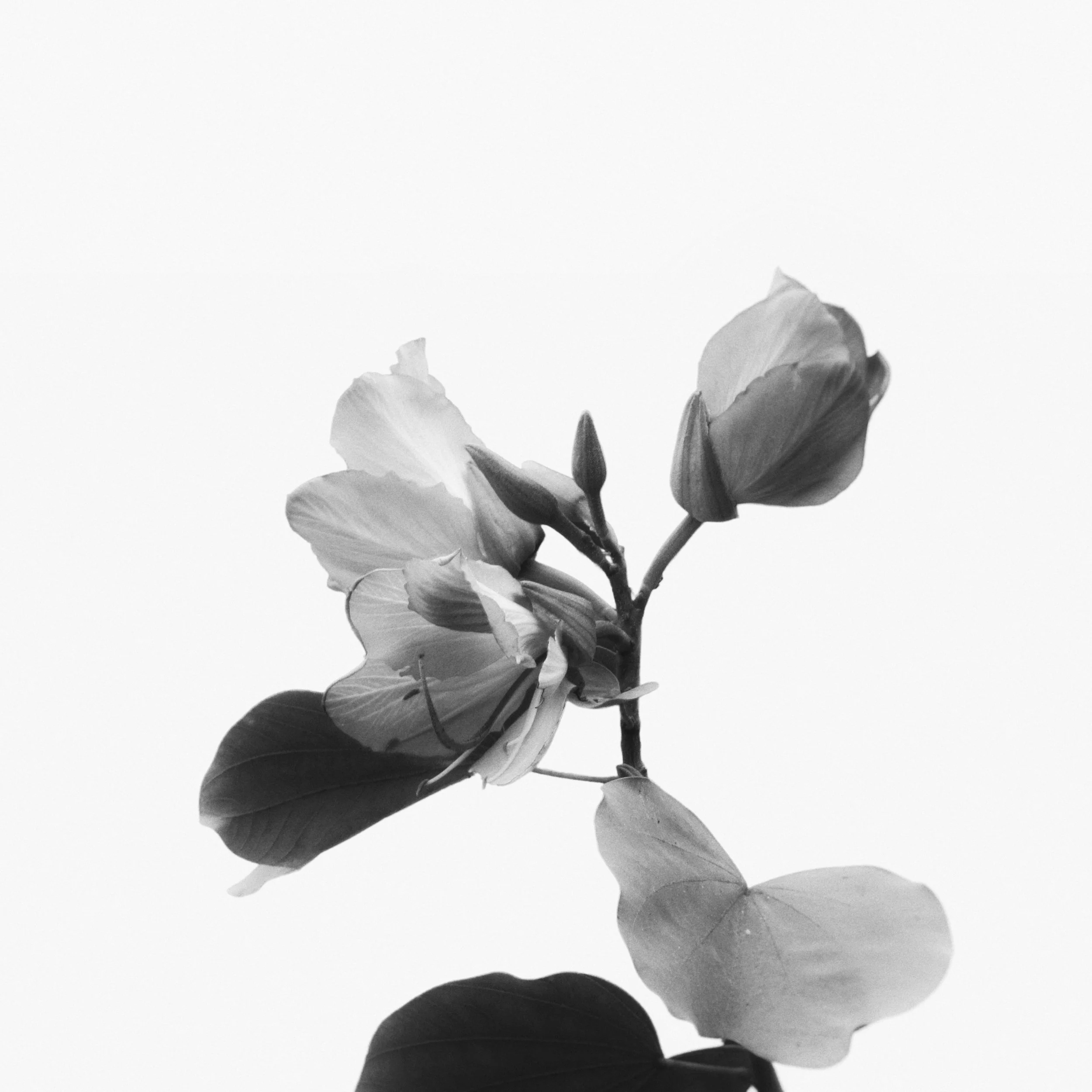 Fleurs de jasmin noires et blanches en noir et blanc.