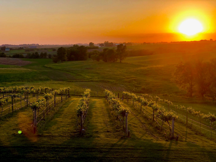 Walker Homestead Winery