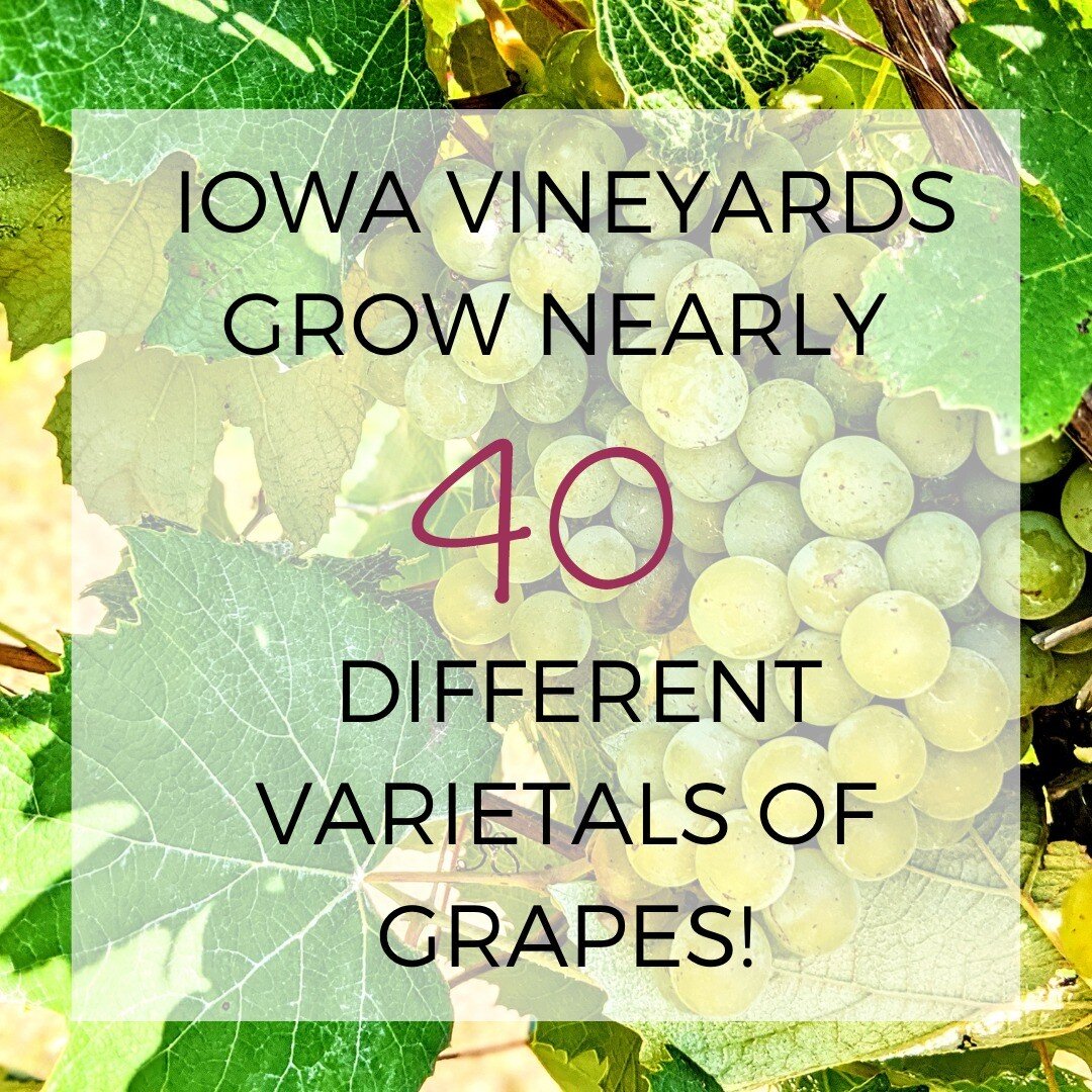Did you know that Iowa vineyards are growing around 40 different varietals of grapes?!? With nearly 300 commercial vineyards across the state, that's a LOT of grapes going into your glass of local Iowa wine! 

#iowawinemonth