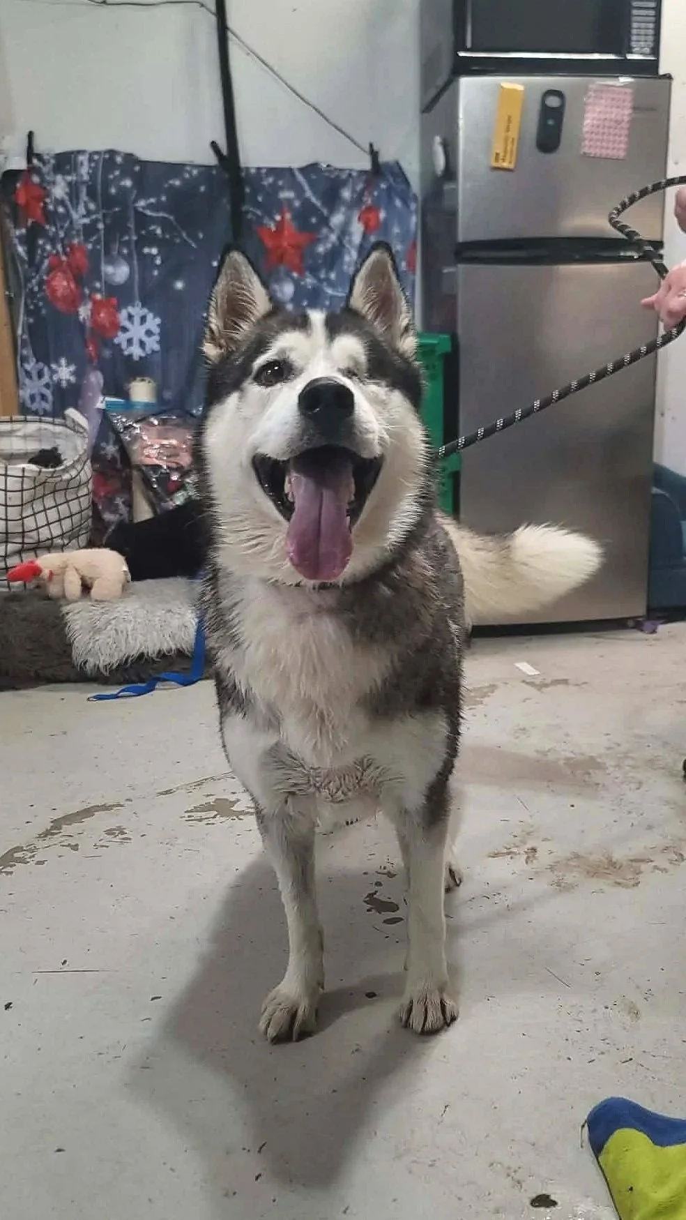 Odin