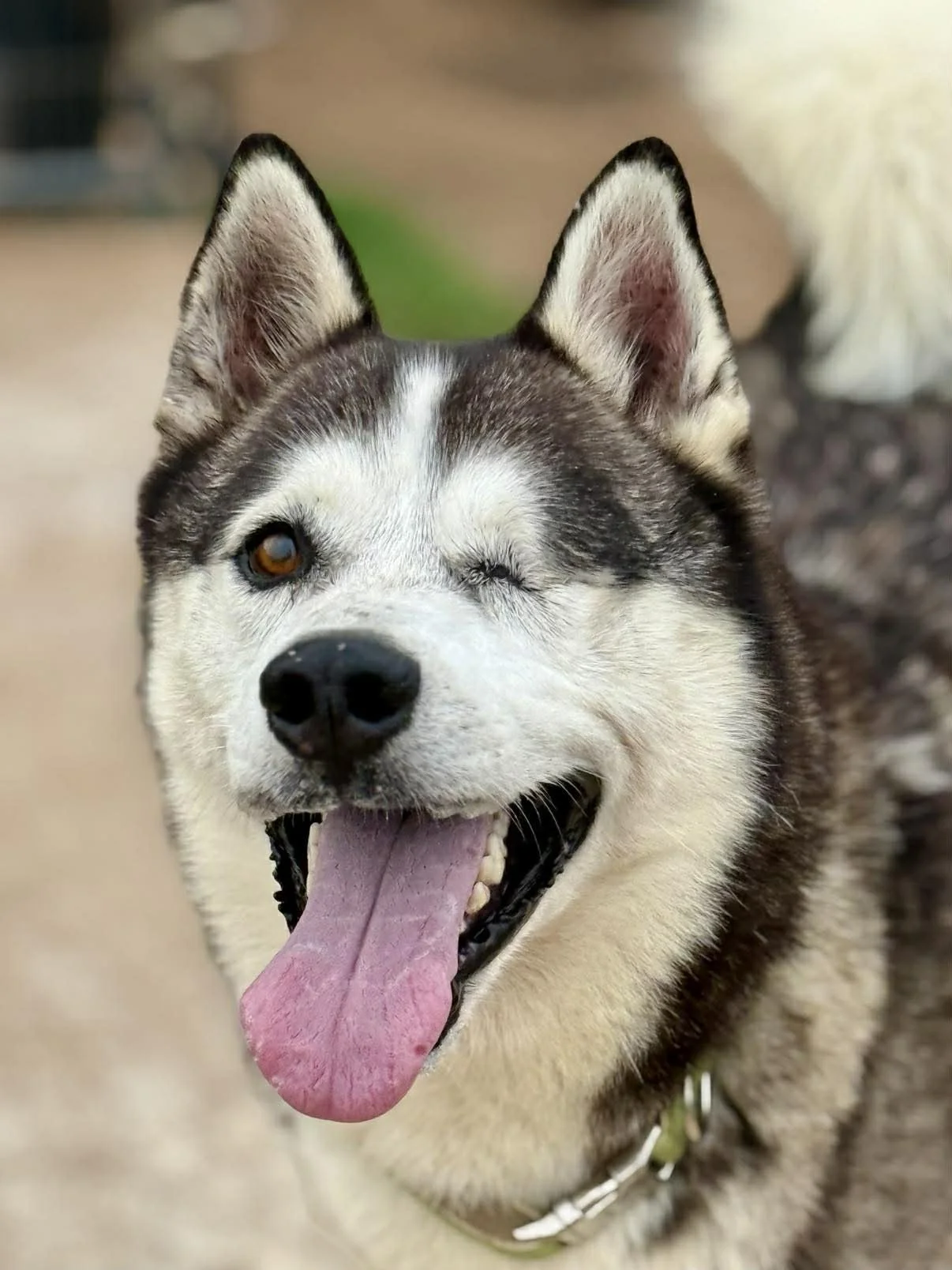Odin