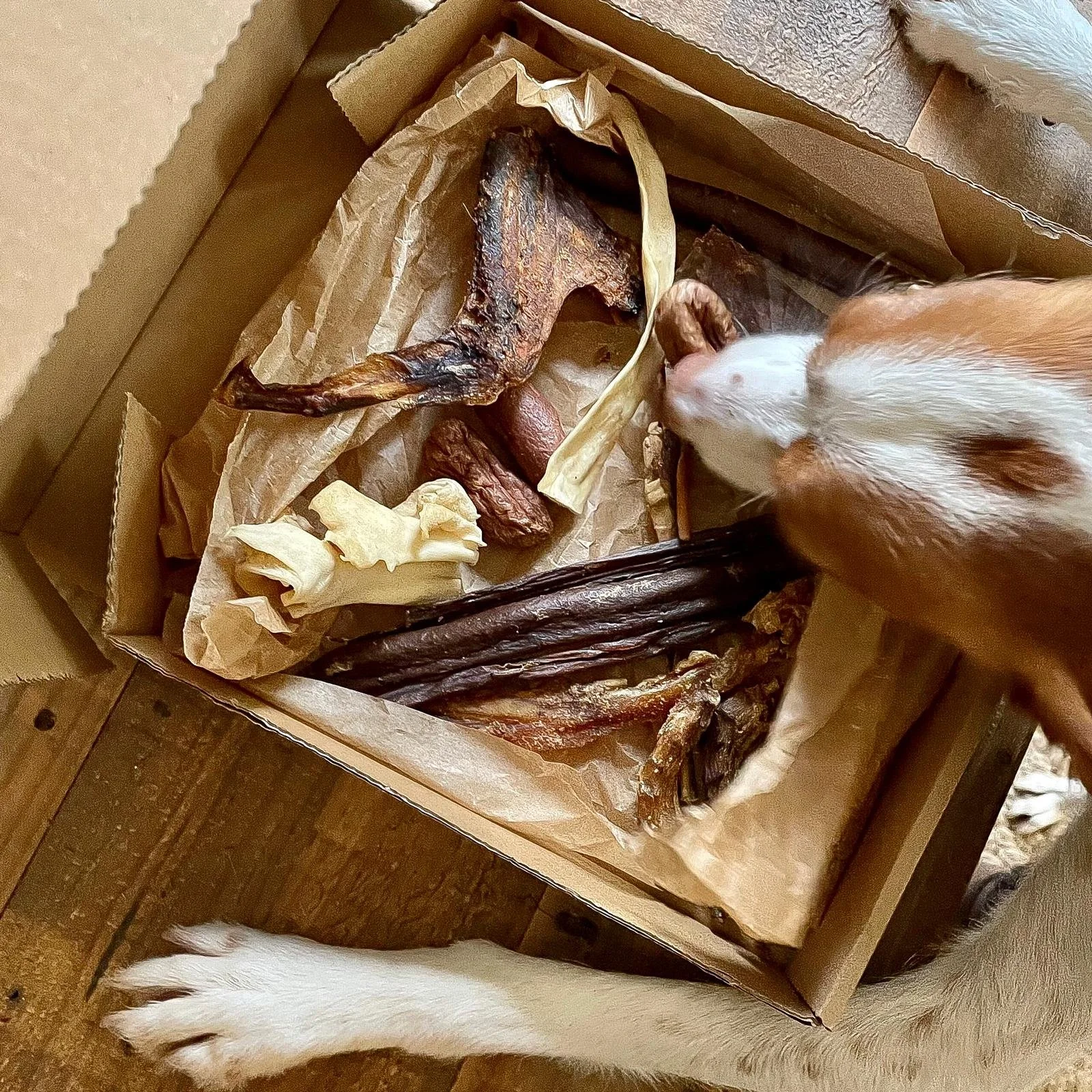 Close-up of a white-and-brown Dog beside a cardboard box full of natural treats.