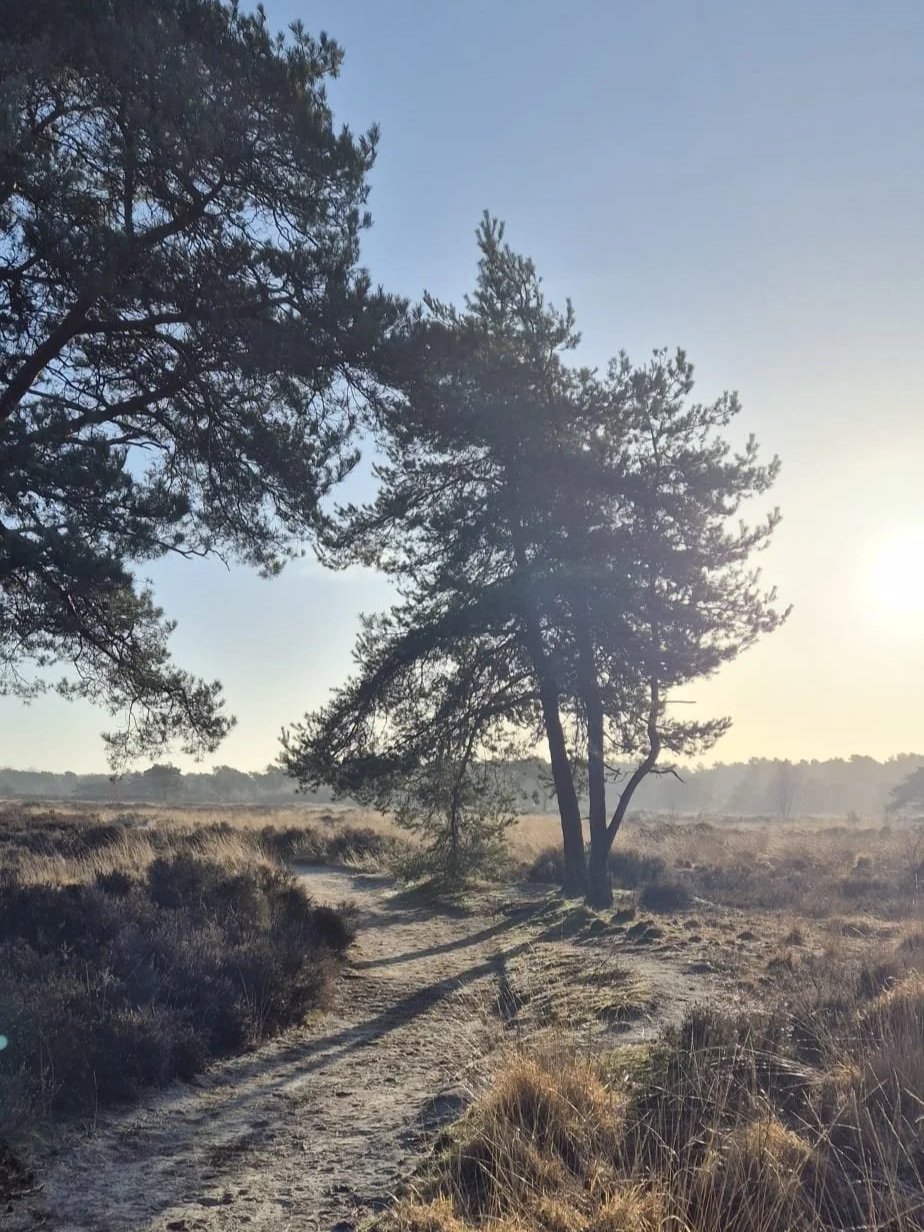 bosbad bosbaden, zon , pad, natuur