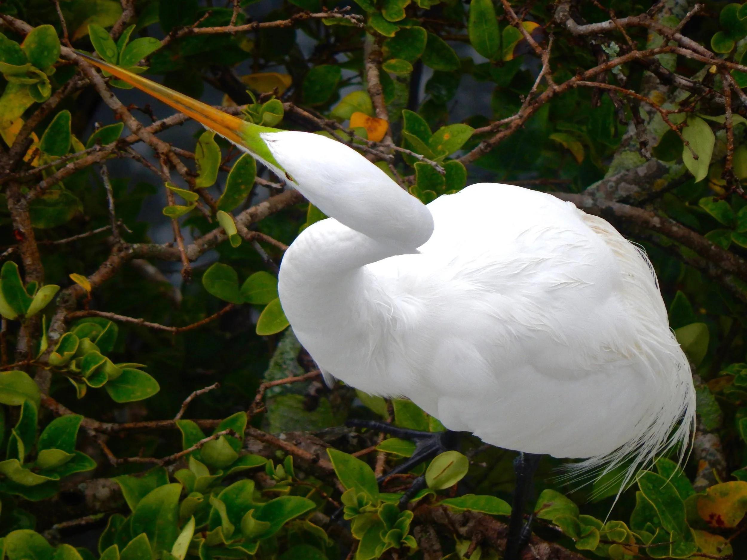 Aerial VIew of a White Heron