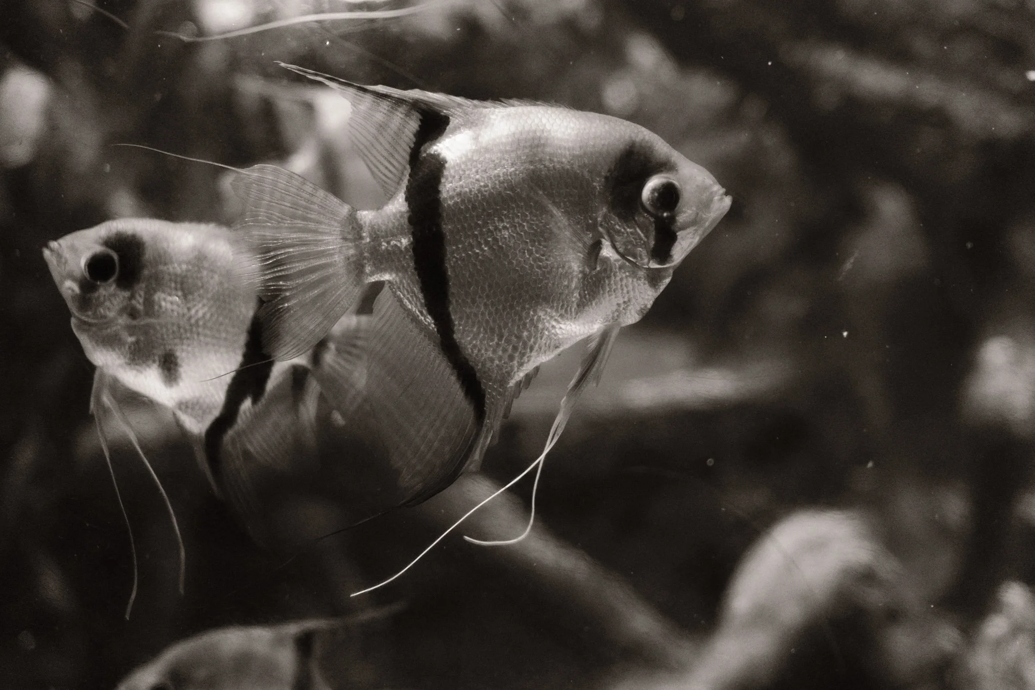 FaehlDSCF3130 (2)-2022-04-27.jpg