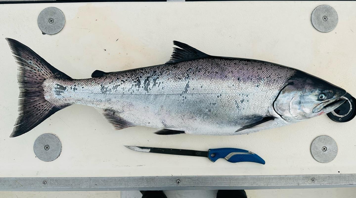 Best food on the planet! #kingsalmon #salmon #fish #visitsitka #travelsitka #food #fillingthefreezer #highridgesitka
