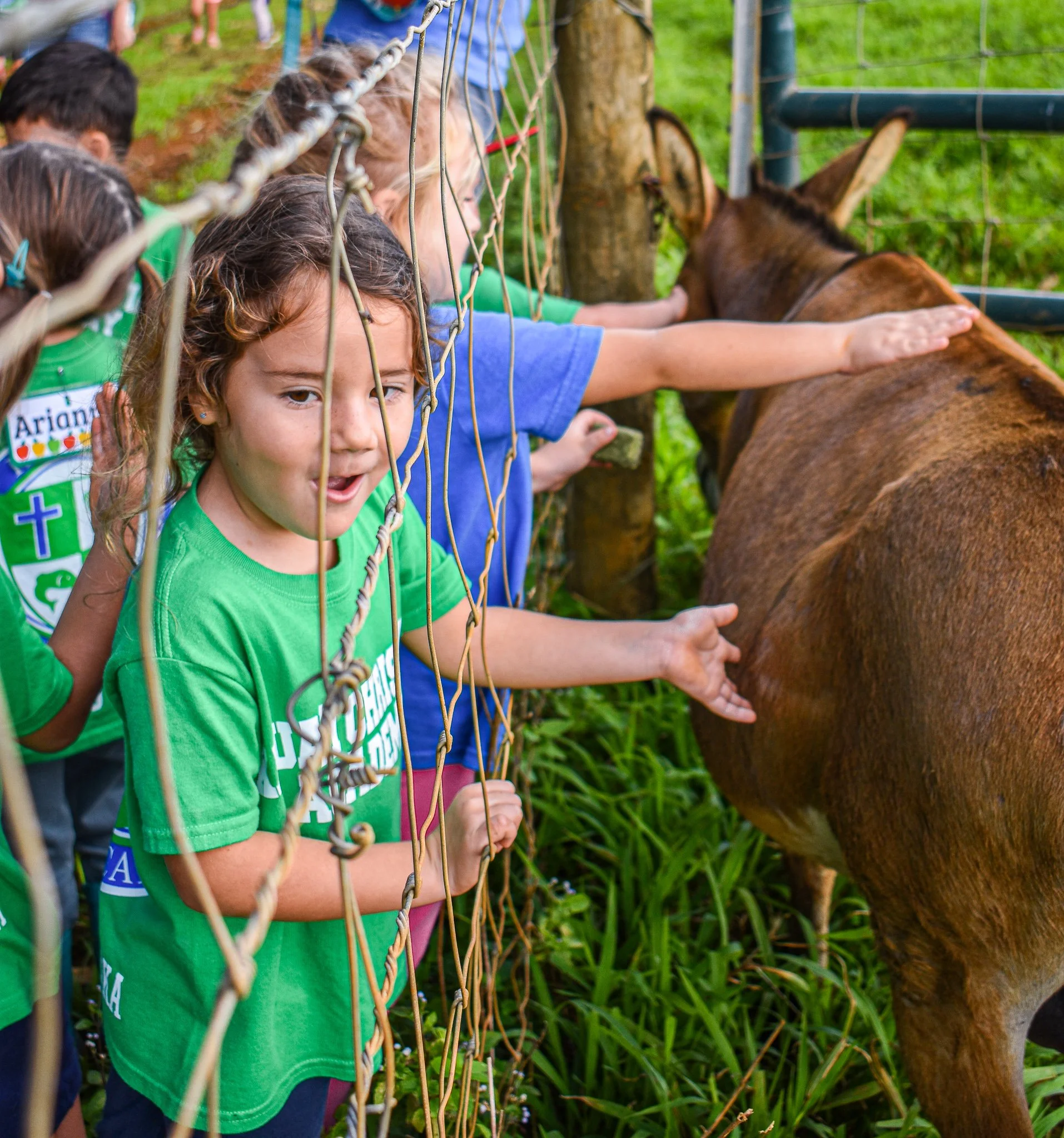 little girl petting donkey