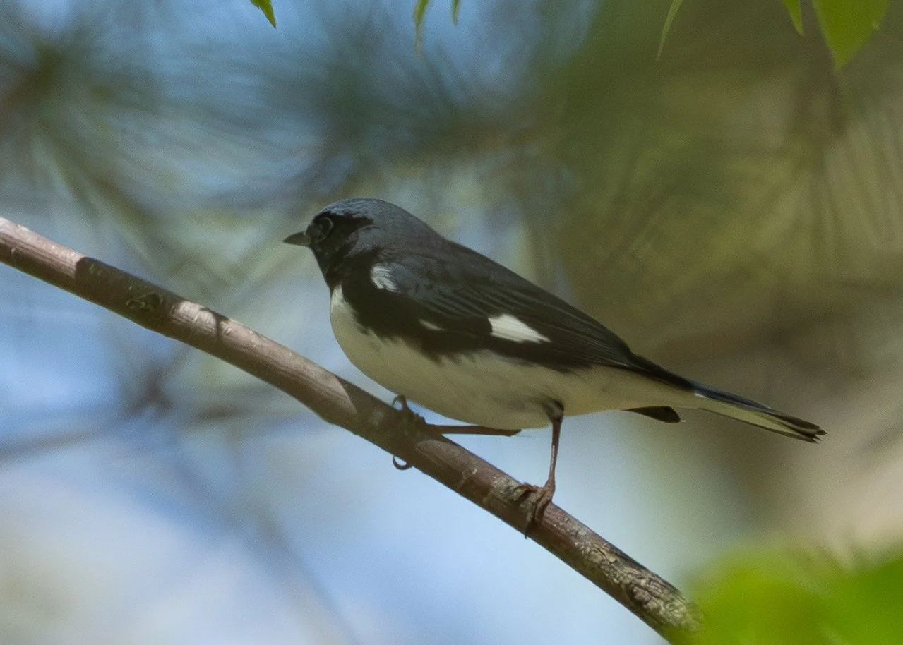 Black-throated Blue Warbler