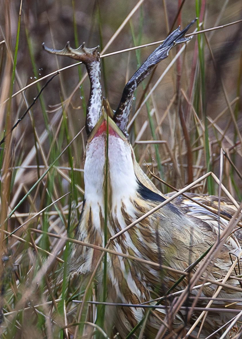 American Bittern