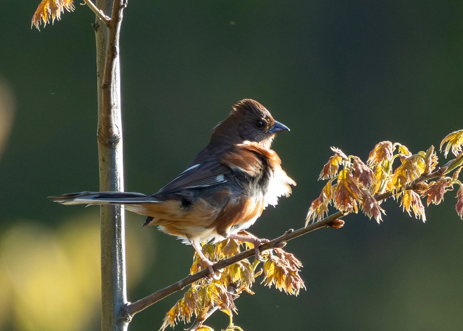 Eastern Towhee