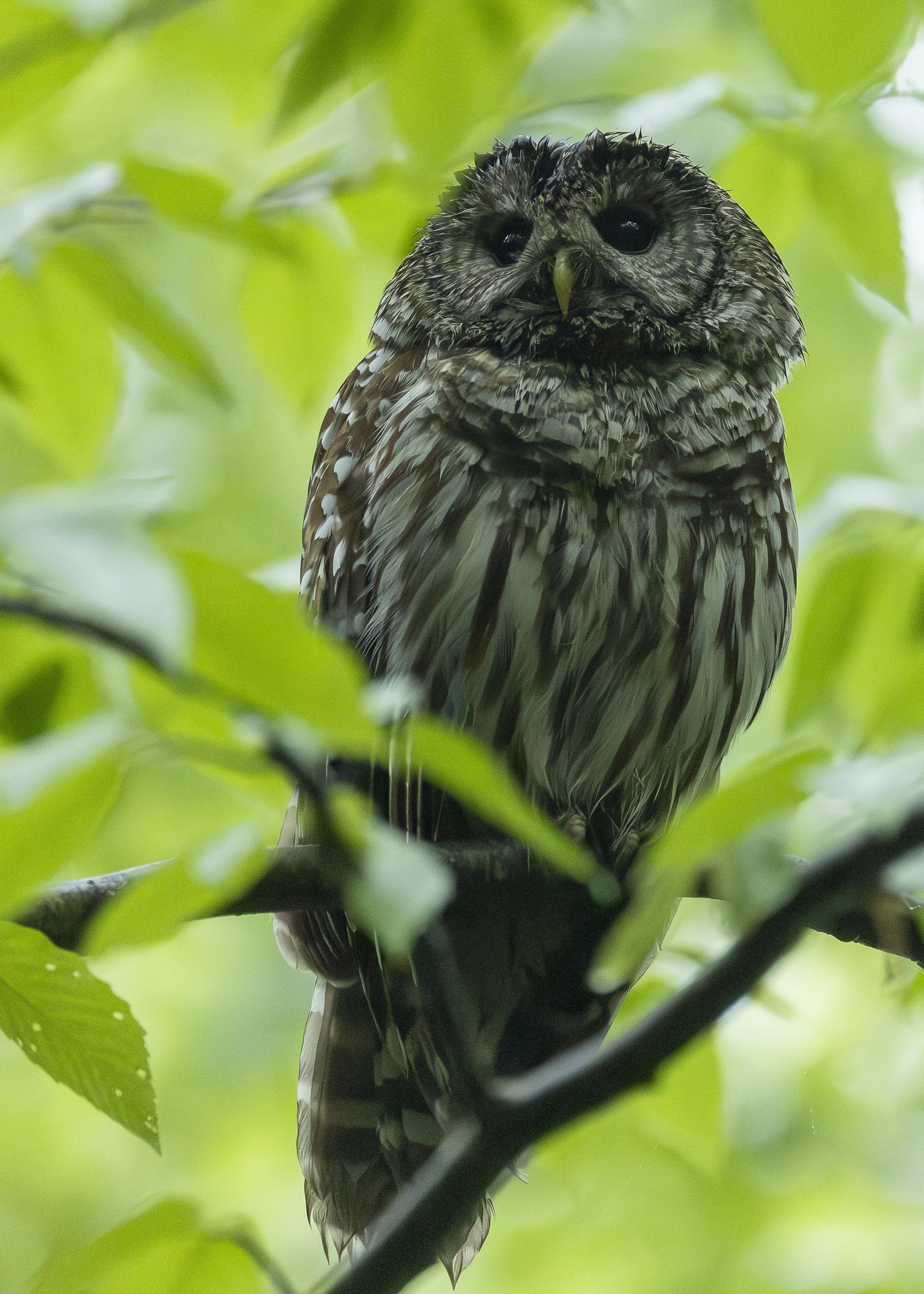 Barred Owl