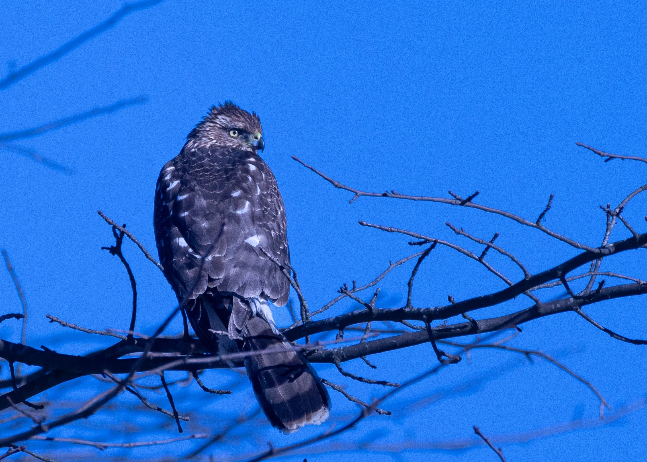 Coopers Hawk