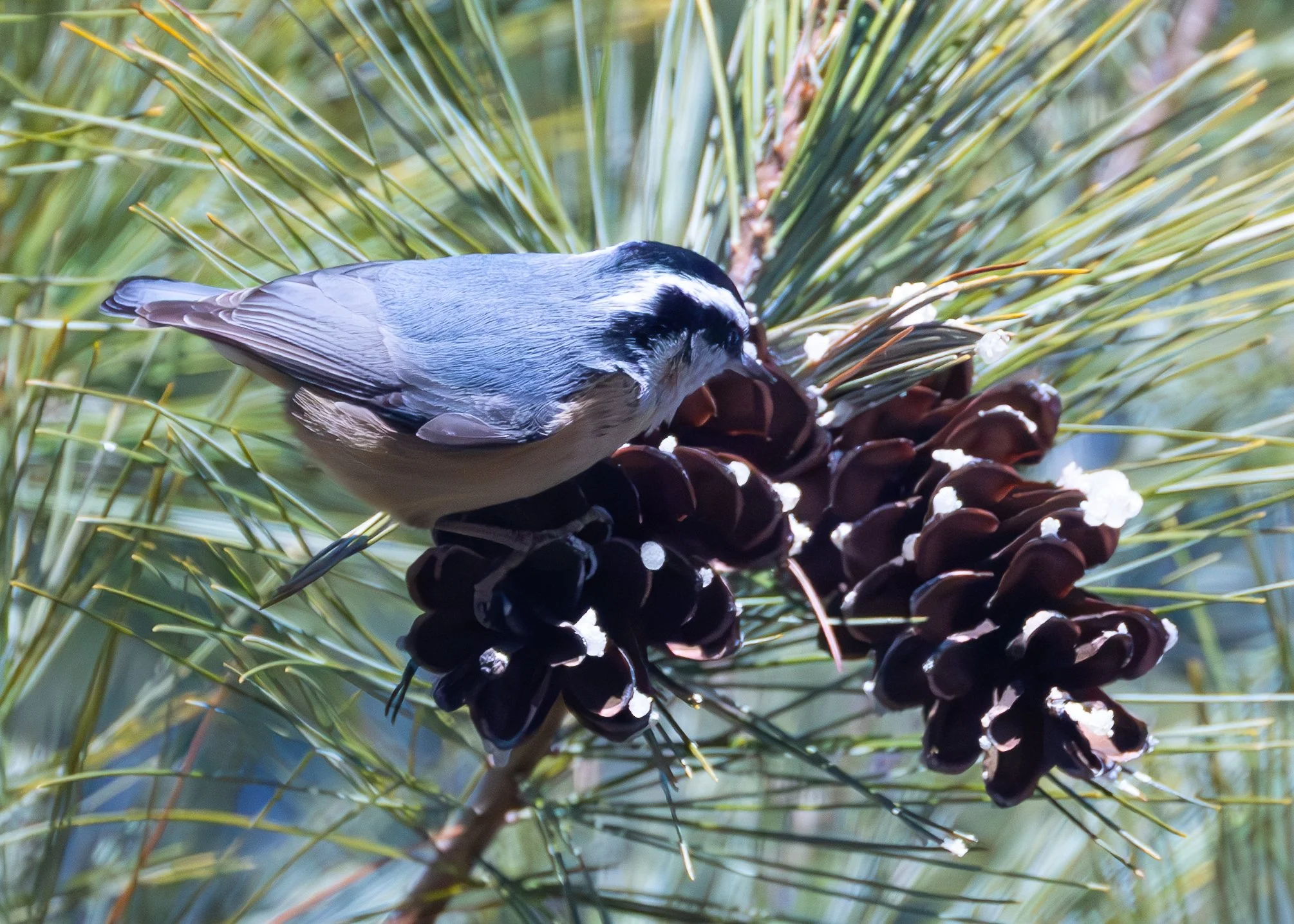 Red-breasted Nuthatch