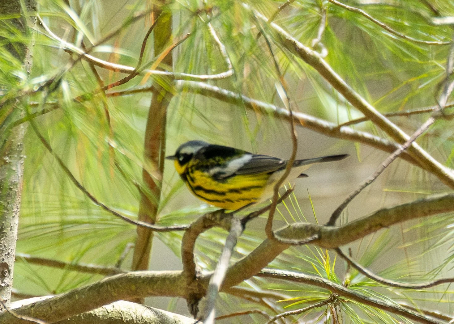 Magnolia Warbler