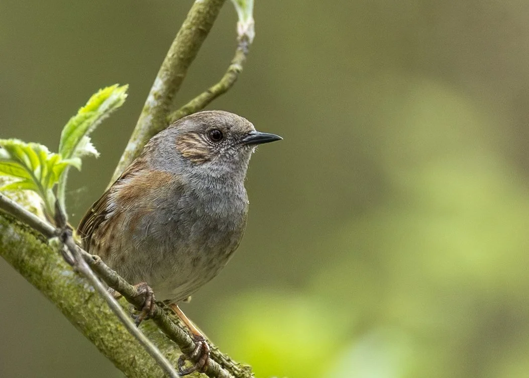 Dunnock
