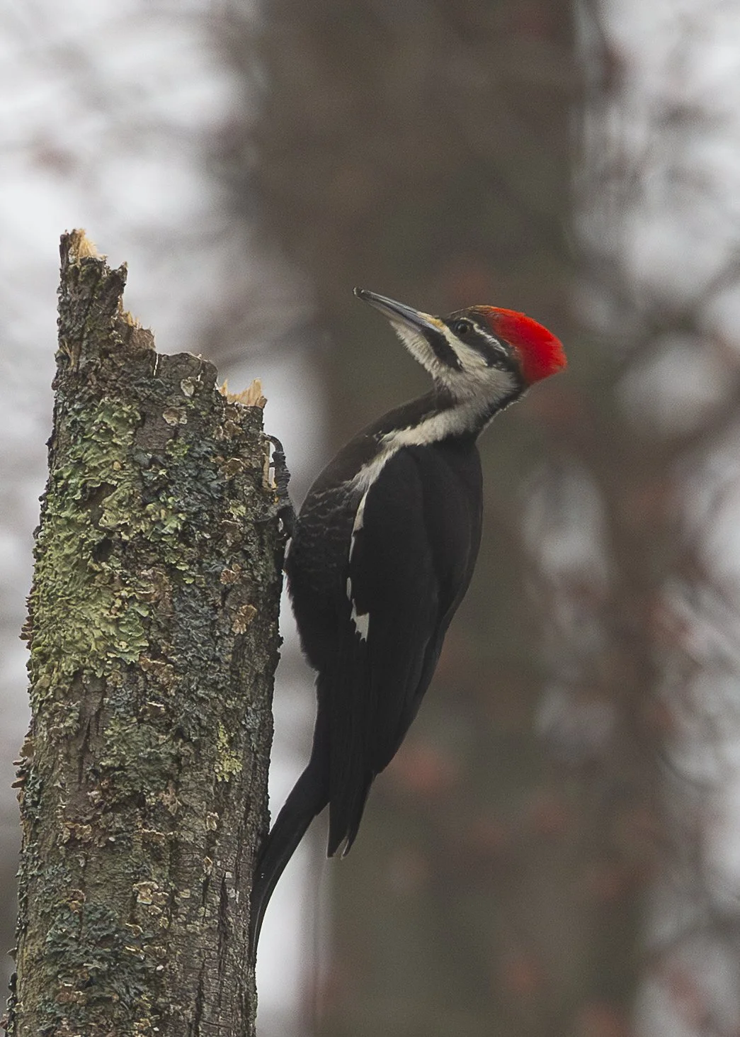 Pileated Woodpecker (female)
