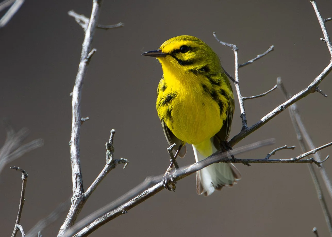 Prarie Warbler