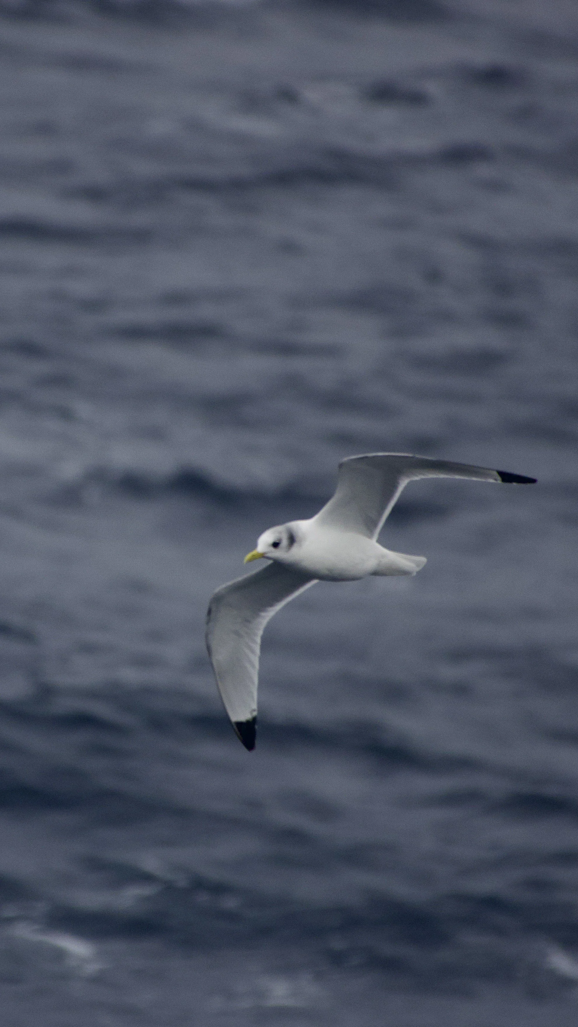 Black-legged Kittiwake