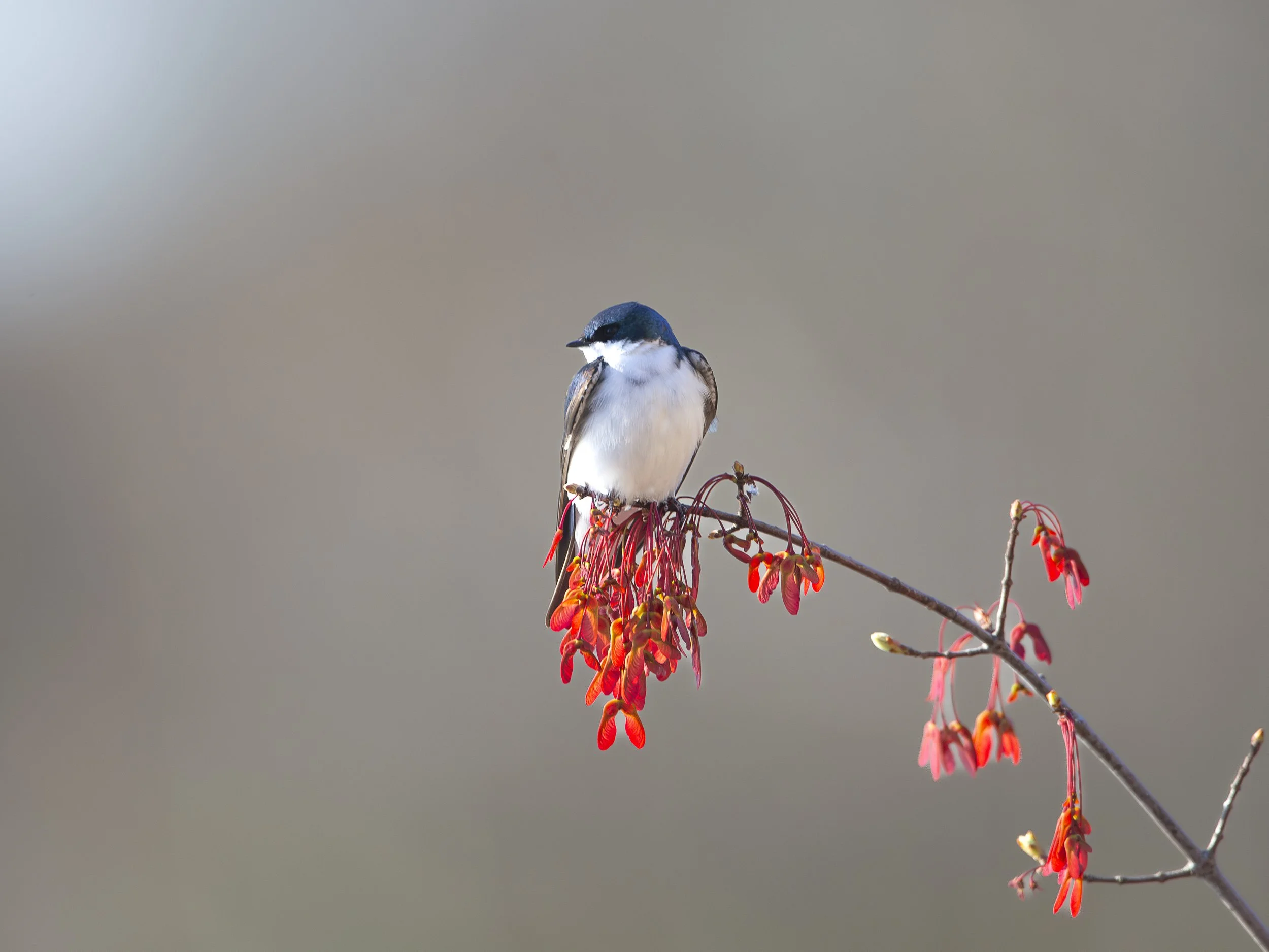 Tree Swallow