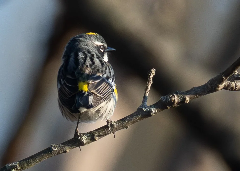 Yellow-rumped Warbler