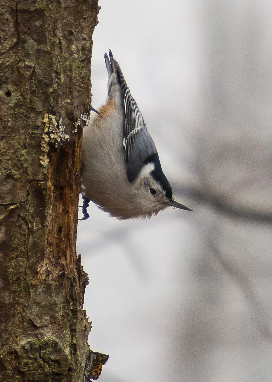 White-breasted Nuthatch